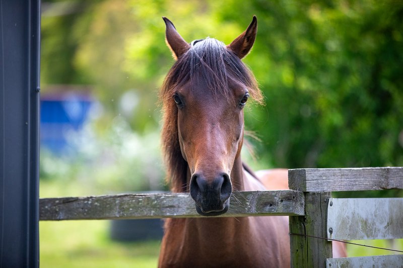 Photo - 22 Davies Street, Bittern VIC 3918 - Image 26