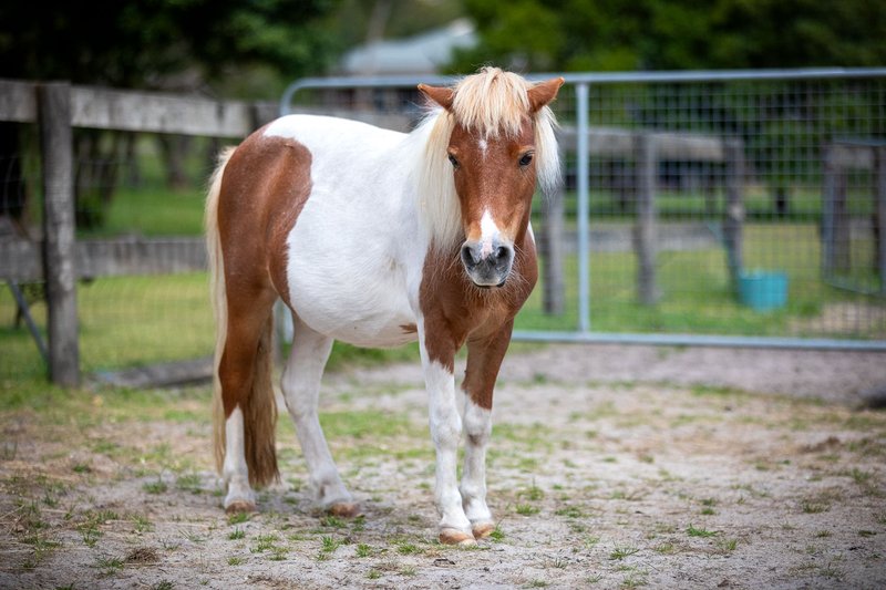 Photo - 22 Davies Street, Bittern VIC 3918 - Image 27
