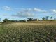 Photo - 22 Jillaroo Close, Benaraby QLD 4680 - Image 8