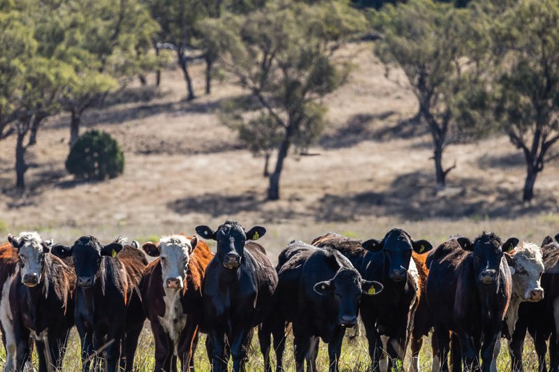 Photo - 22 Nara-Boah Waterhole Road, Goombungee QLD 4354 - Image 9