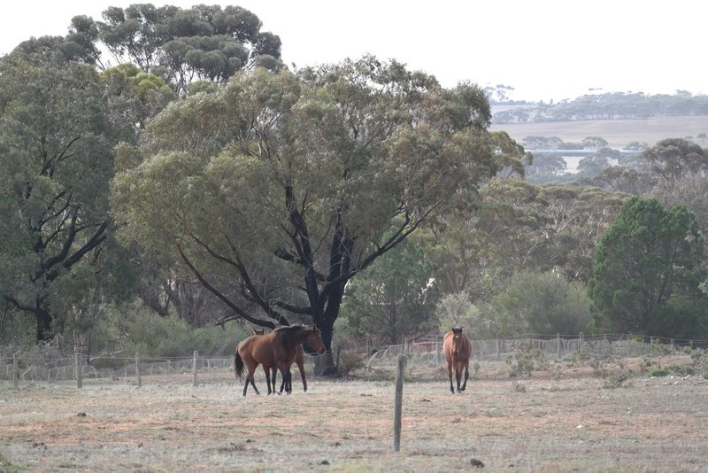 Photo - 225 Schenscher Road, Monarto SA 5254 - Image 17