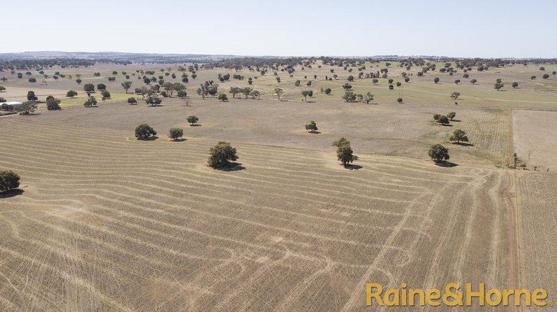 Photo - 229 Combo Road, Geurie NSW 2818 - Image 3