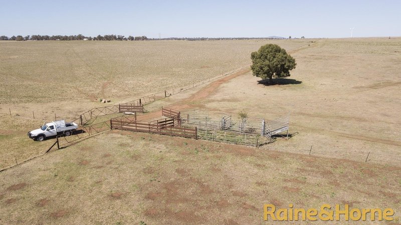 Photo - 229 Combo Road, Geurie NSW 2818 - Image 7