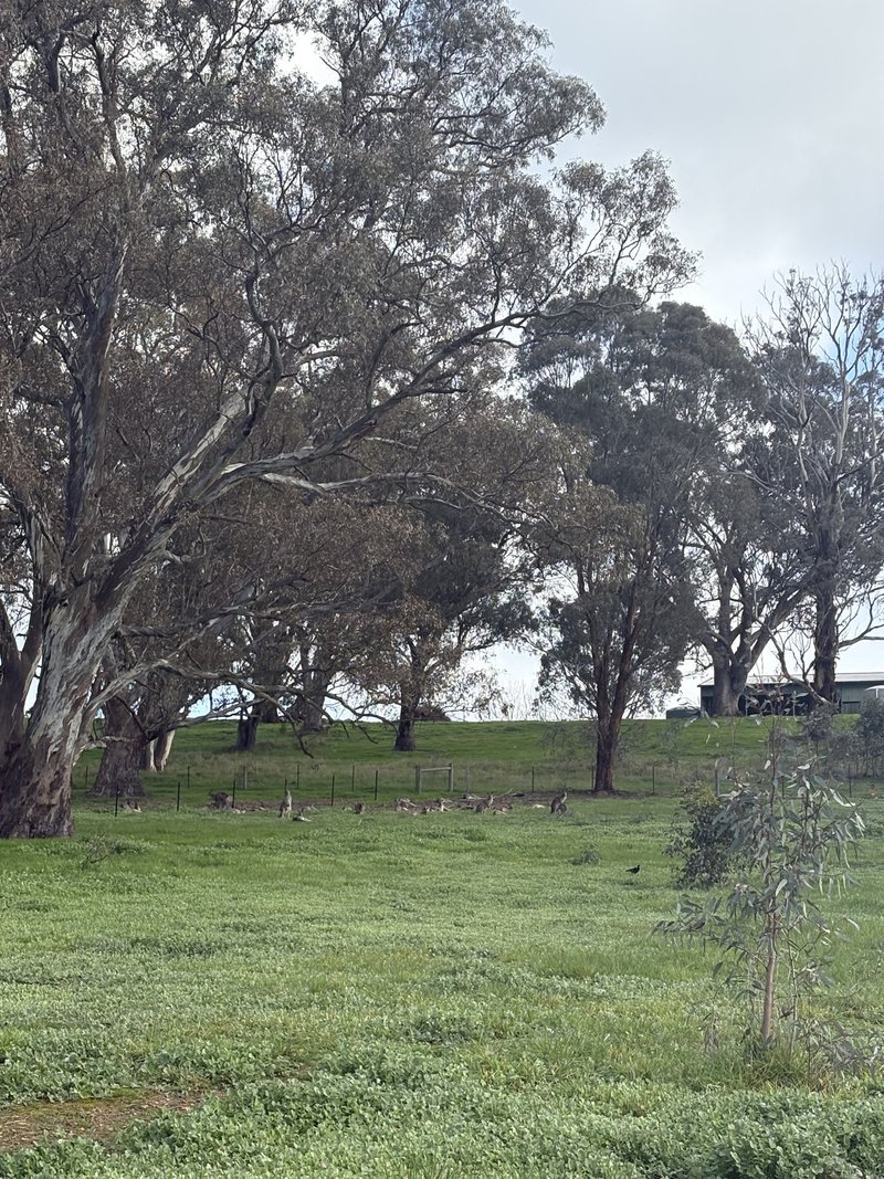 Photo - 23 Bainbridge Way, Alexandra VIC 3714 - Image 7