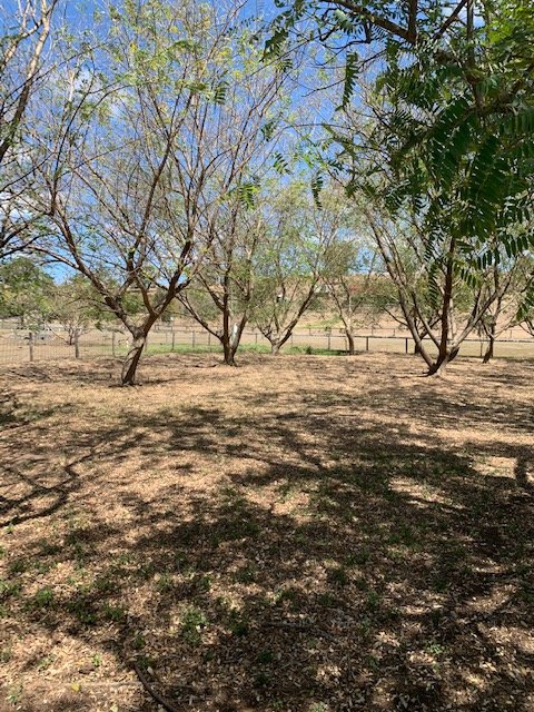 Photo - 23 Siratro Court, Veresdale Scrub QLD 4285 - Image 19