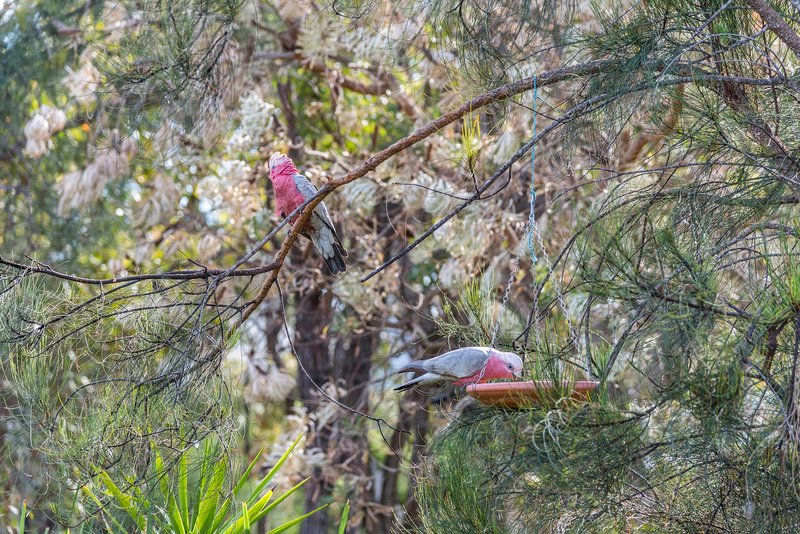 Photo - 23 Whimbrel Crescent, Coodanup WA 6210 - Image 16