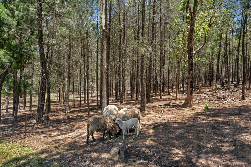 Photo - 2306 Gatton Esk Road, Buaraba QLD 4311 - Image 18