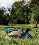 Photo - 232-238 Geissmann Drive, Tamborine Mountain QLD 4272 - Image 12