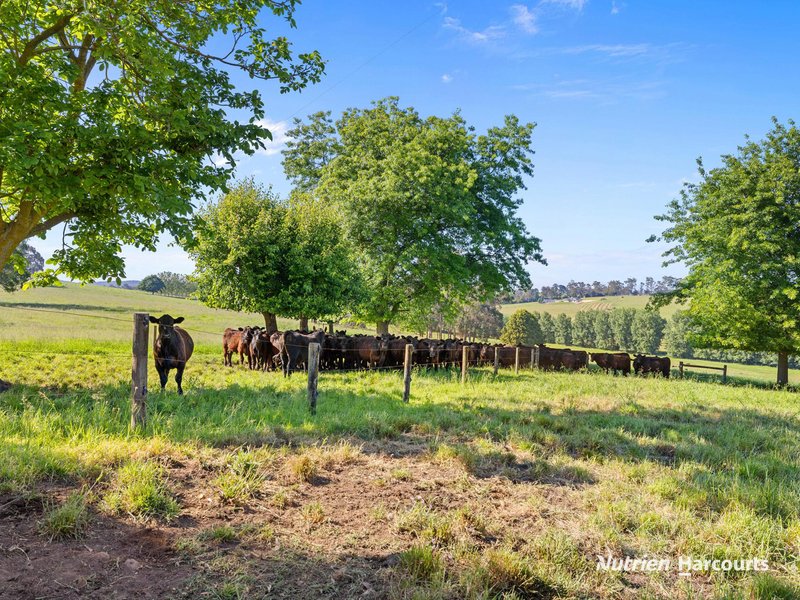 Photo - 235 Neerim East Road, Neerim South VIC 3831 - Image 4