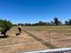 Photo - 238 Jobsons Road, Culcairn NSW 2660 - Image 11