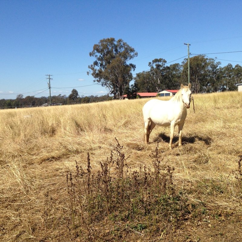 Photo - 24-44 Seidels Road, Walloon QLD 4306 - Image 4