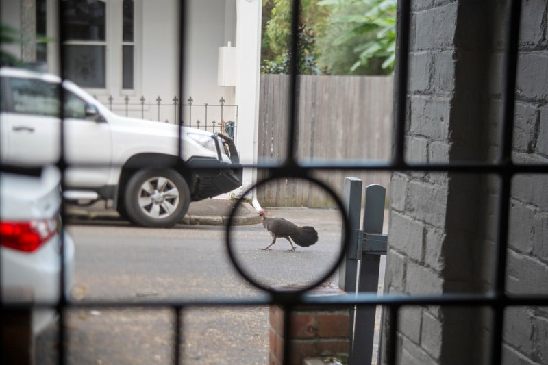 Photo - 24 Burton Street, Glebe NSW 2037 - Image 18