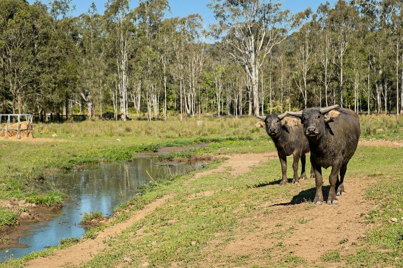 Photo - 24 Paddy Melon Lane, Belli Park QLD 4562 - Image 25