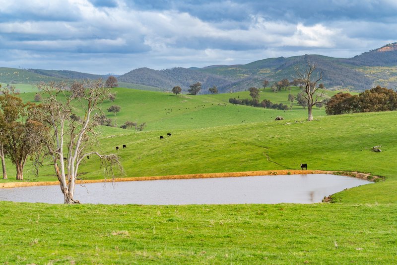 Photo - 242 Back Nacki Creek Road, Sharps Creek NSW 2729 - Image 5