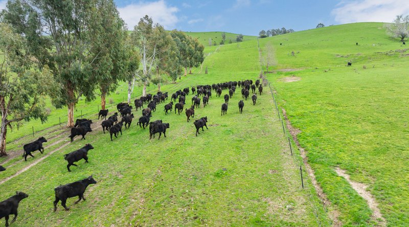 Photo - 242 Back Nacki Creek Road, Sharps Creek NSW 2729 - Image 6