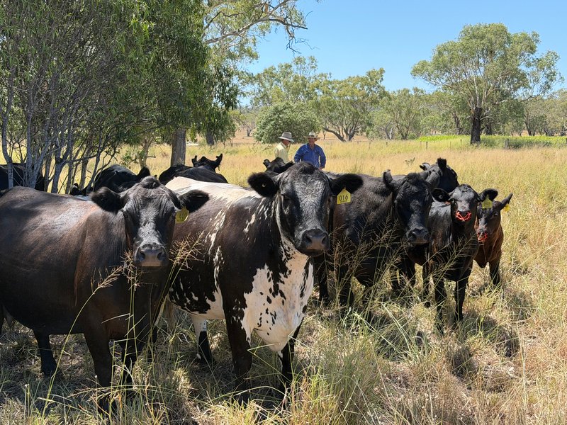 Photo - 242 Ehrlich Road, Linthorpe QLD 4356 - Image 2