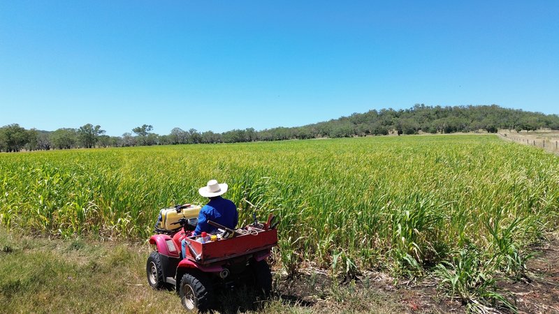 Photo - 242 Ehrlich Road, Linthorpe QLD 4356 - Image 3