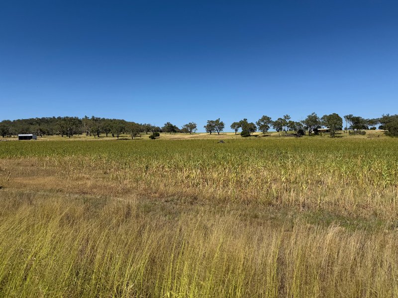 Photo - 242 Ehrlich Road, Linthorpe QLD 4356 - Image 18