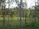 Photo - 245 Wildman Road, Iveragh QLD 4680 - Image 16