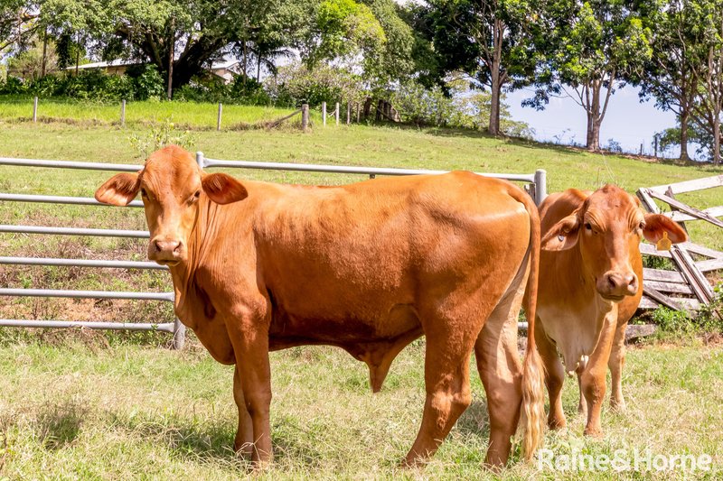 Photo - 247 Eastern Branch Road, Kin Kin QLD 4571 - Image 23