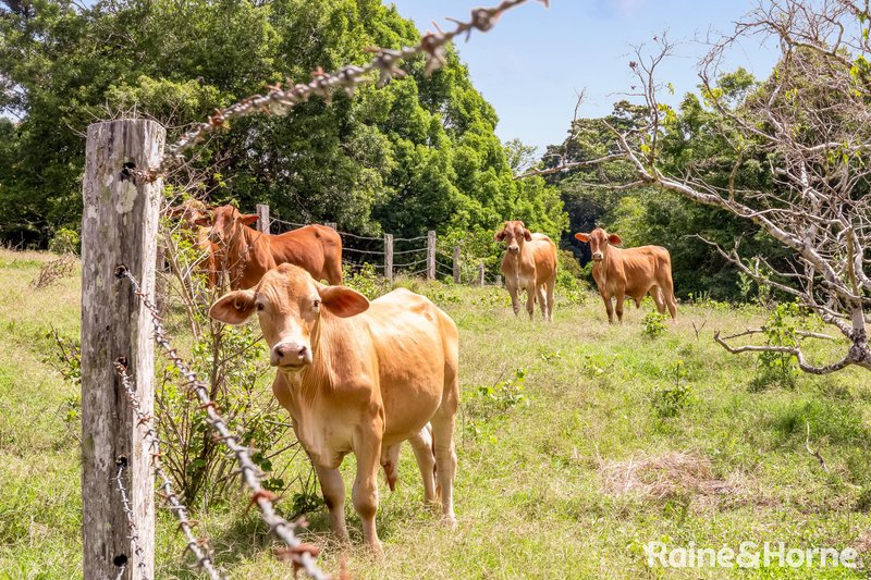 Photo - 247 Eastern Branch Road, Kin Kin QLD 4571 - Image 35