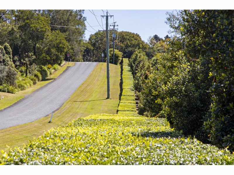 Photo - 25 White Gum Place, North Maleny QLD 4552 - Image 8