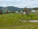 Photo - 2543 Westbrook Road, Oberne Creek NSW 2650 - Image 4