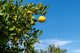 Photo - 26 Crittenden Road, Glass House Mountains QLD 4518 - Image 11