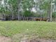 Photo - 264 Thompson A Rd , Woocoo QLD 4620 - Image 7