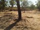 Photo - 265 Litchfield Park Road, Acacia Hills NT 0822 - Image 4