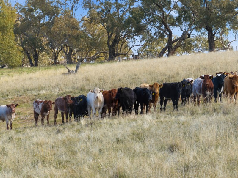 Photo - 2653 Cargo Road, Cargo NSW 2800 - Image 15