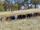 Photo - 2653 Cargo Road, Cargo NSW 2800 - Image 15