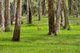 Photo - 27 Bounty Hill Road, Macmasters Beach NSW 2251 - Image 14