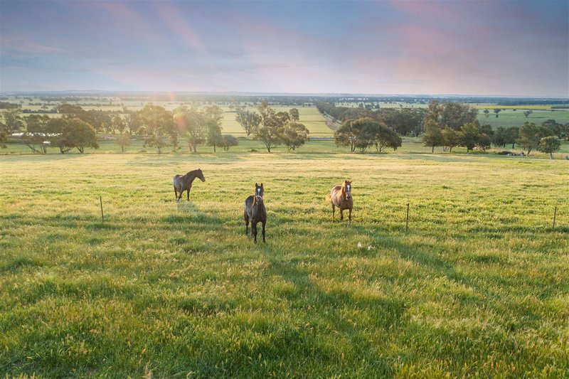 Photo - 27 Kleemans Road, Henty NSW 2658 - Image 7