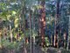 Photo - 27 Minyon Falls Road, Repentance Creek NSW 2480 - Image 24