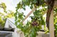 Photo - 272 Robinson Road, Mount Mee QLD 4521 - Image 17
