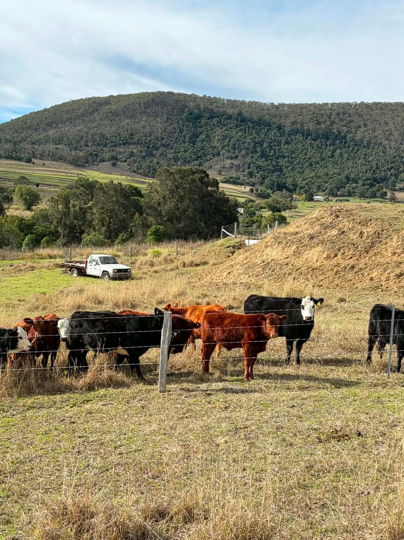 Photo - 273 Mount Sturt Road, Yangan QLD 4371 - Image 29