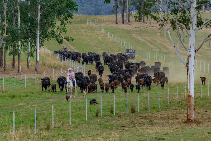 276 Farm Road, Bonalbo NSW 2469