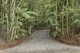 Photo - 2768 Springbrook Road, Springbrook QLD 4213 - Image 4
