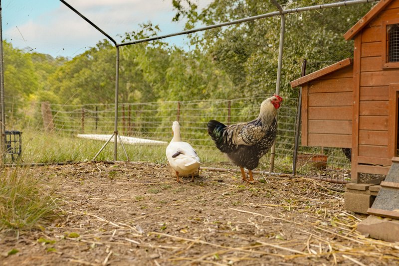 Photo - 279 Lawnville Road, Black Mountain QLD 4563 - Image 23