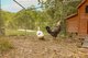 Photo - 279 Lawnville Road, Black Mountain QLD 4563 - Image 23