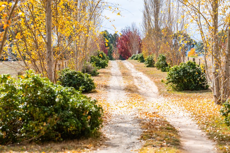 Photo - 281 Osbornes Flat Road, Yackandandah VIC 3749 - Image 31