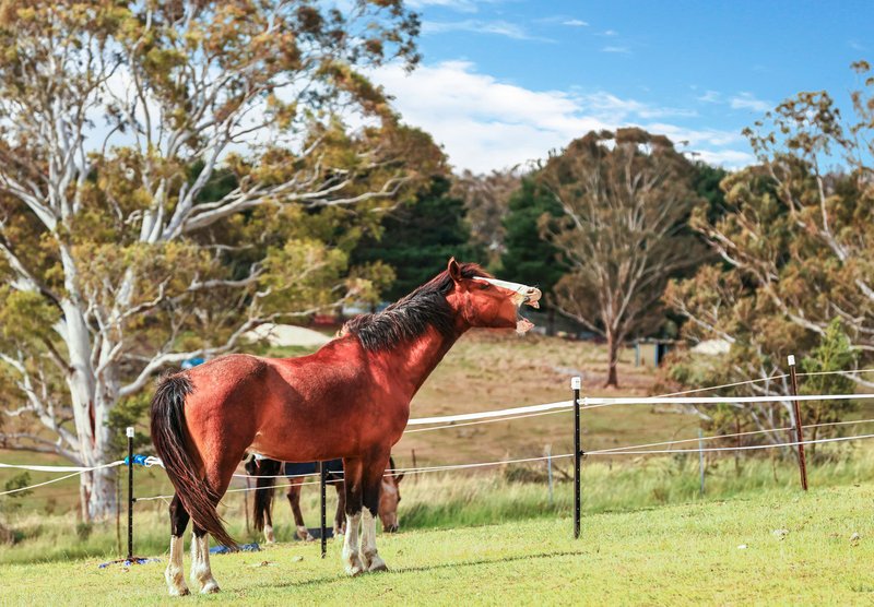 Photo - 287 Tiyces Lane, Boxers Creek NSW 2580 - Image 10