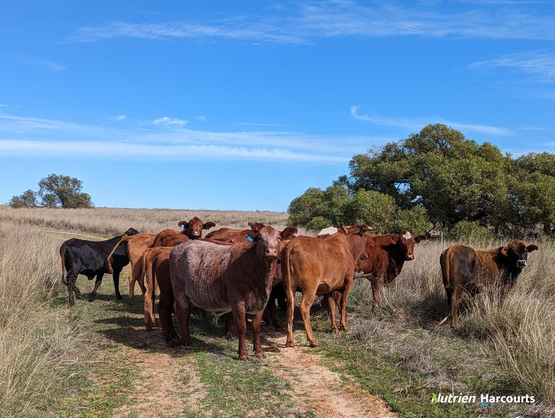 Photo - 2898 & 3178 Gillingarra Road, Mogumber WA 6506 - Image 28