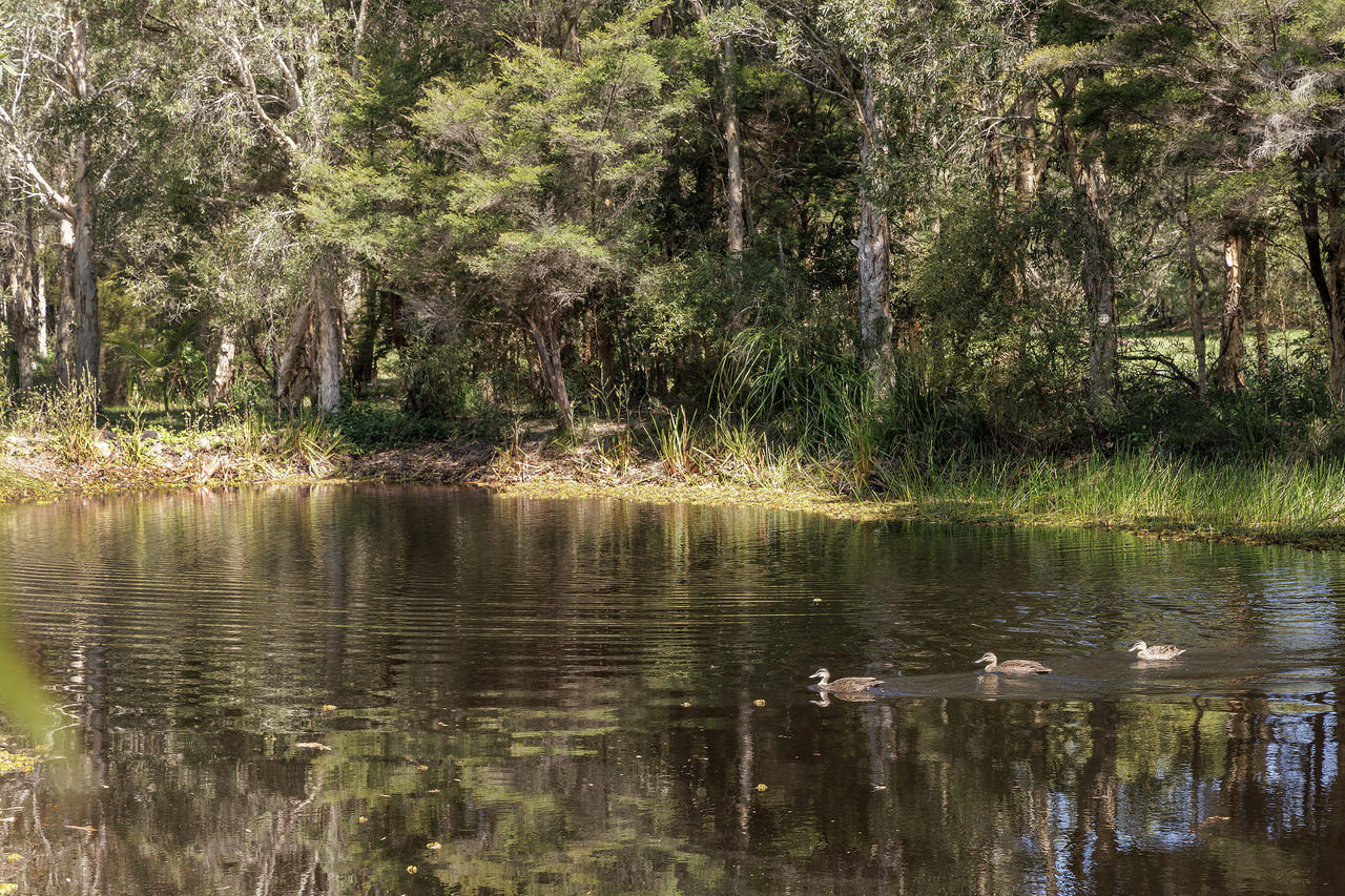 4-bedroom house at 29 Wattlebird Drive, Doonan, QLD 4562, , Queensland