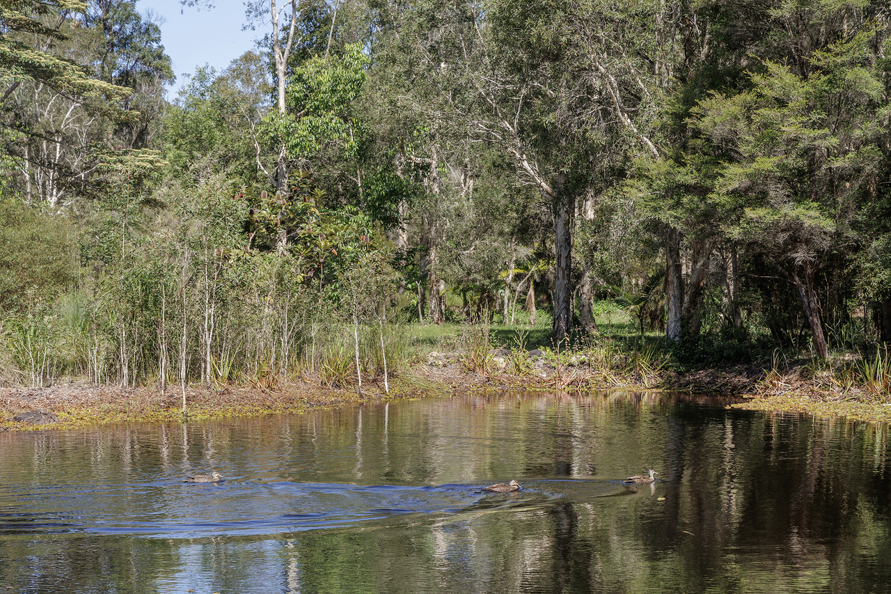 4-bedroom house at 29 Wattlebird Drive, Doonan, QLD 4562, , Queensland
