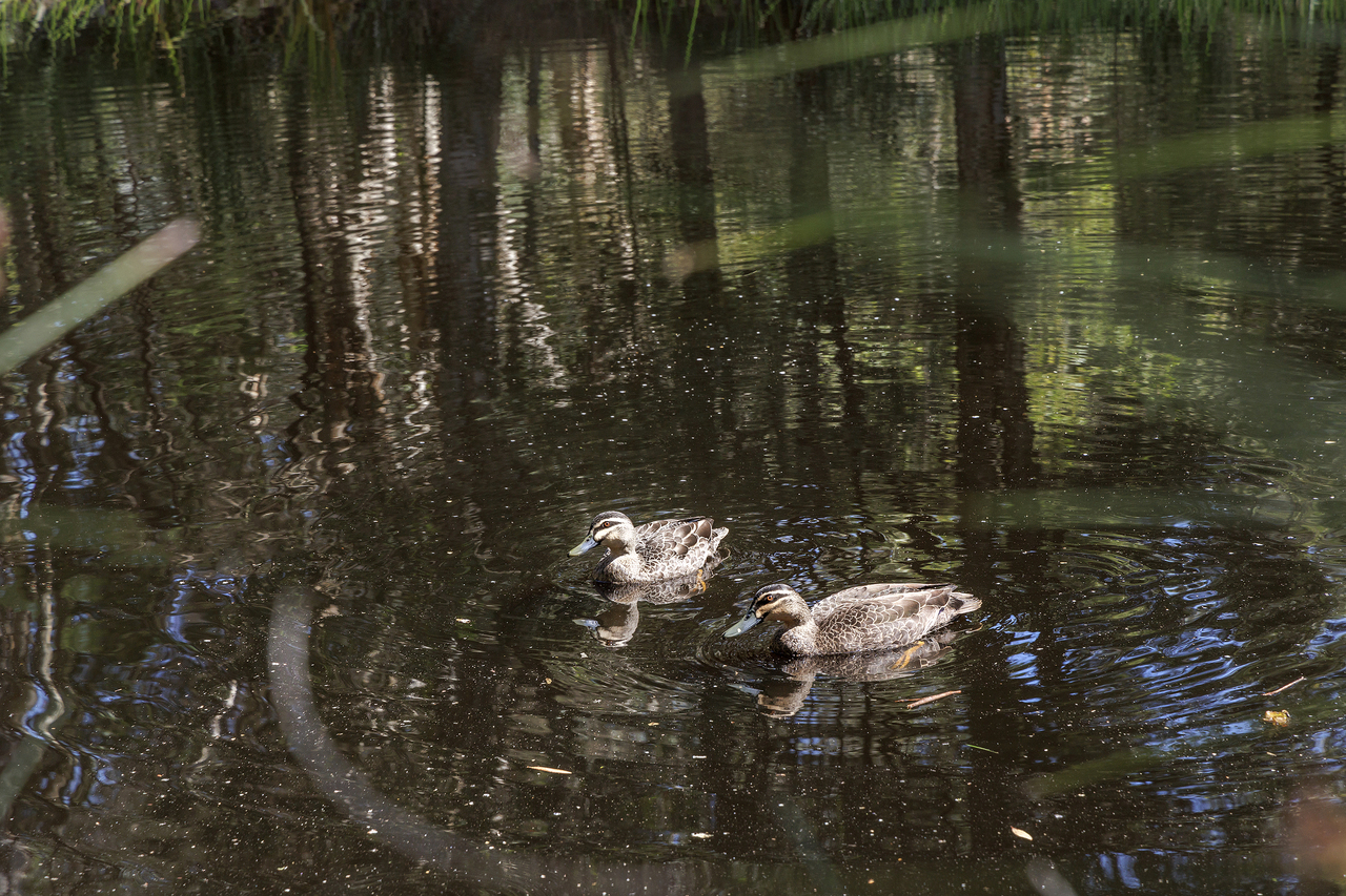 4-bedroom house at 29 Wattlebird Drive, Doonan, QLD 4562, , Queensland