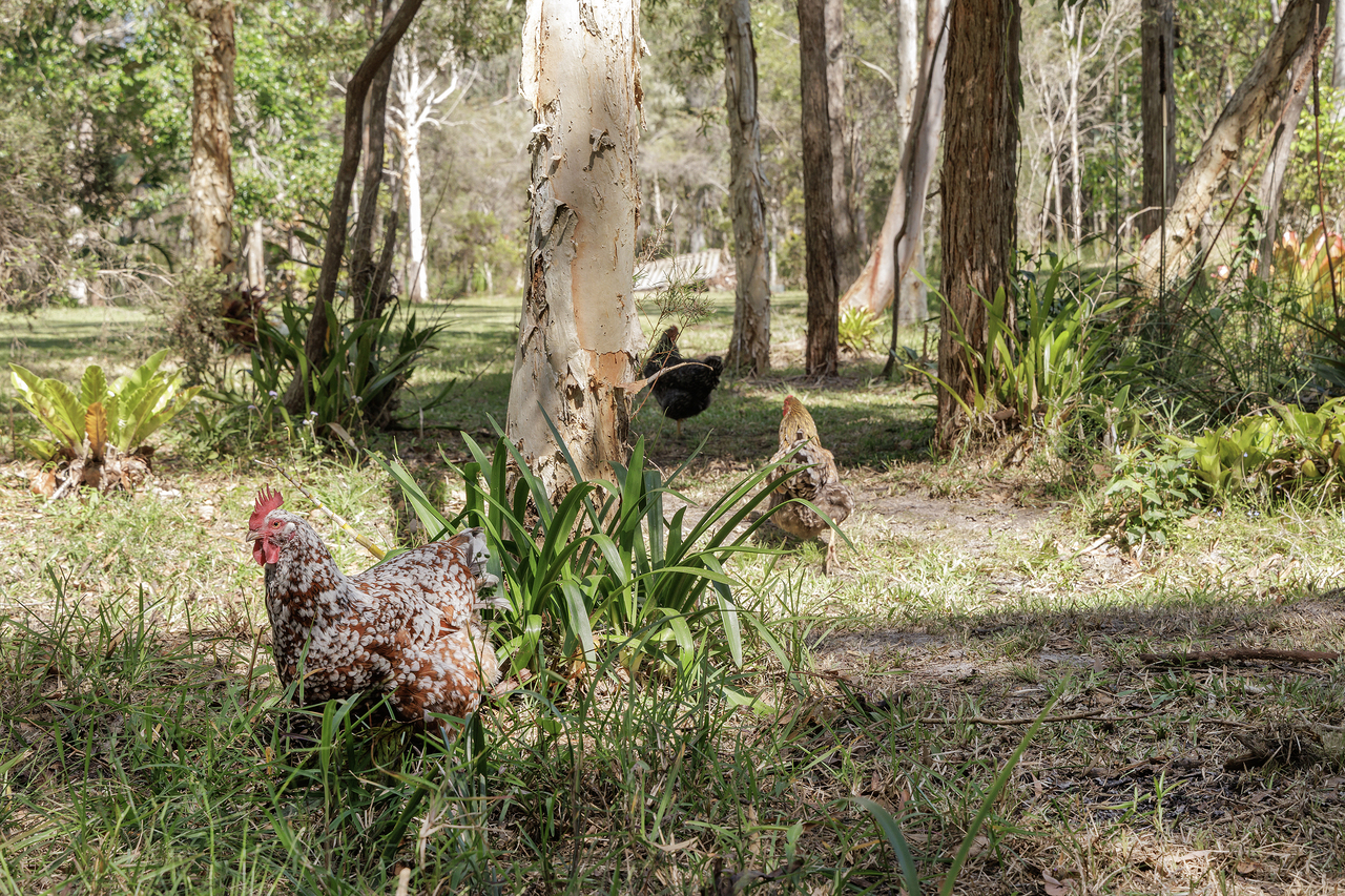 4-bedroom house at 29 Wattlebird Drive, Doonan, QLD 4562, , Queensland