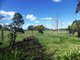 Photo - 291 Paddys Plain Road, Dorrigo NSW 2453 - Image 13