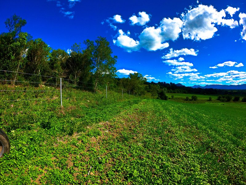 Photo - 3 Tutin Road, Fassifern Valley QLD 4309 - Image 8